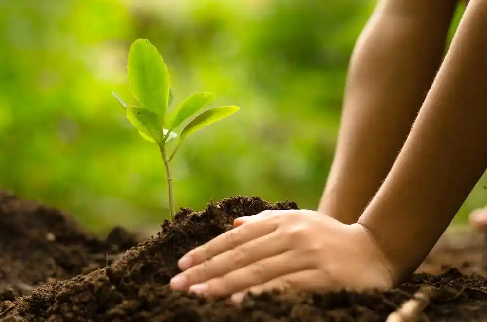 We plant 100 tree saplings for every solar panel installation we install